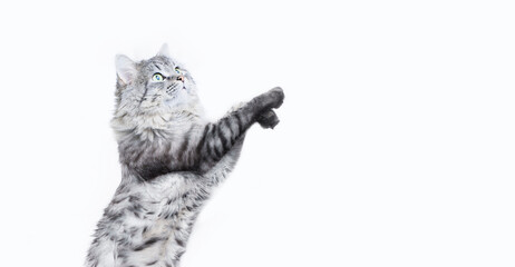 Portrait of jumping happy cat. Cute smiling dancing cat on white background. Free space for text. Wide angle horizontal wallpaper or web banner.
