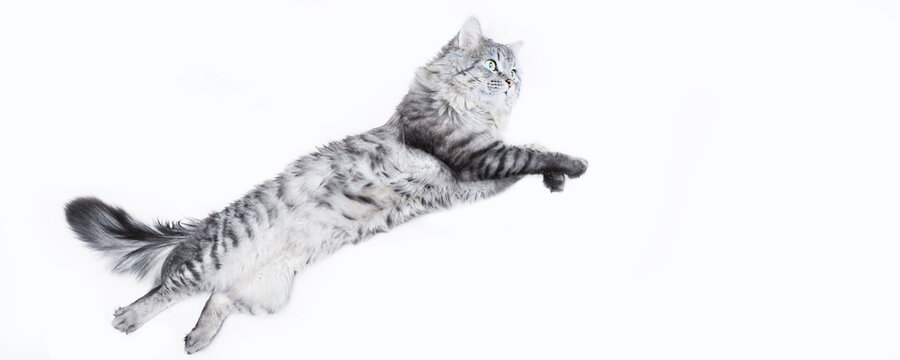 Portrait of jumping happy cat. Cute smiling dancing cat on white background. Free space for text. Wide angle horizontal wallpaper or web banner.