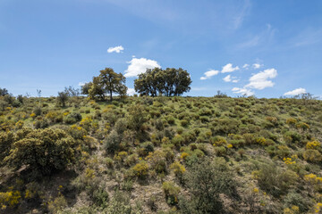Fototapeta na wymiar several holm oaks on a mountain in the south of Granada