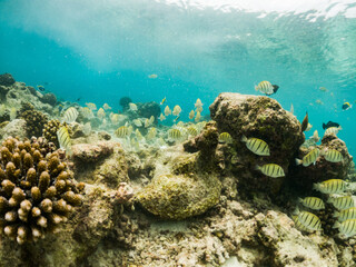 corals and tropical fish underwater sea life