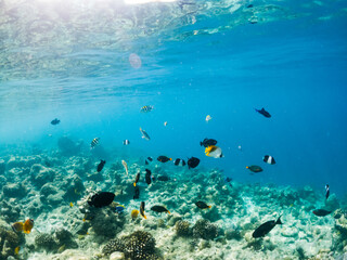 Naklejka na ściany i meble corals and tropical fish underwater sea life