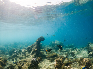 corals and tropical fish underwater sea life