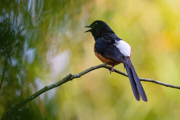 Birds of Bangladesh birds from satchori National park, sylhet, bangladesh 