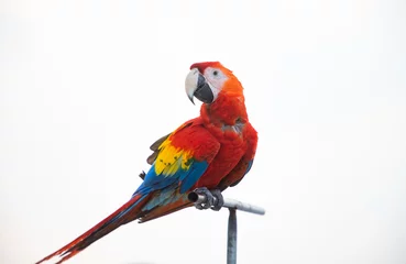 Schilderijen op glas parrot / Macaw Close Up portrait © Melinda Nagy