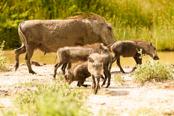 Fototapeta na wymiar Pack of warthogs with cute piglets at natural waterhole, green bush in background