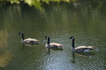 Canadian Geese swimming in a pond