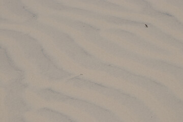 .beautiful beige beach sand texture