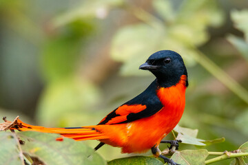 Birds of Bangladesh birds from satchori National park, sylhet, bangladesh 