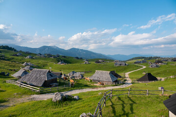 Grazing cows between charming wooden shepherds' huts on scenic mountain plateau