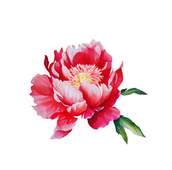 Watercolor illusrtation of a red peony flower head isolated © BarvArt