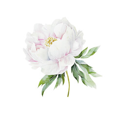 Watercolor illusrtation of a white peony flower head isolated
