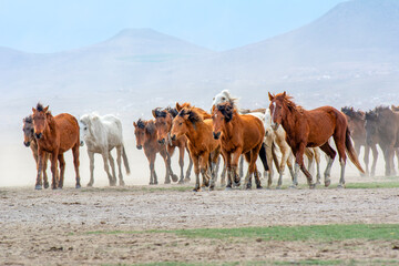 Fototapeta na wymiar Wild horses (aka Yılkı Atları) are running to freedom. Taken near Hürmetci Village, between Cappadocia and Kayseri, Turkey.