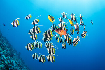 Fototapeta na wymiar Pennant coralfish, reef life of French Polynesia