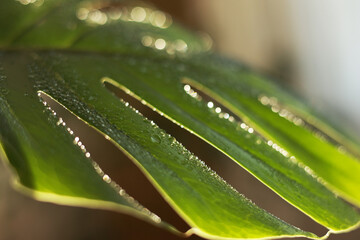 Close up of water drops on fresh monstera minima or rhaphidophora tetrasperma houseplant leaf...
