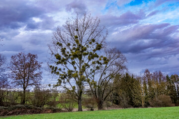 Obstbaum mit Misteln im Frühjahr