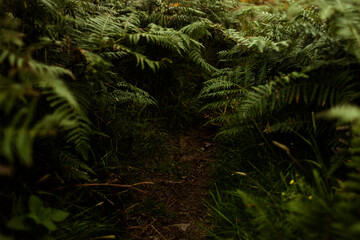Beautiful view of the sea coast. Howth, Dublin, Ireland.