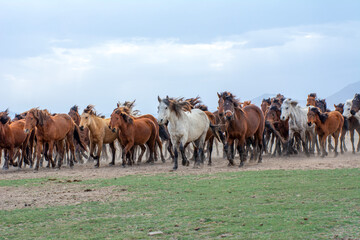 Wild horses (aka Yılkı Atları) are running to freedom. Taken near H&uuml;rmetci Village, between Cappadocia and Kayseri, Turkey.

