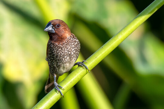 Scaly-breasted munia taken from chattogram Bangladesh
