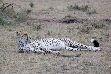Cheetah with a full belly relaxes in the Maasai Mara, Kenya