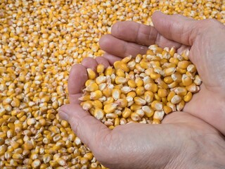 Harvested corn kernels, a handful of kernels in farmer´s palms, close up