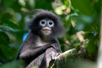 Dusky Leaf Monkey, Dusky Langur, Lawachora forest, Bangladesh,