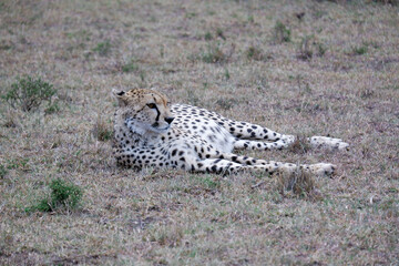 Cheetah with a full belly relaxes in the Maasai Mara, Kenya