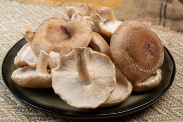 Fresh brown Lentinula edodes or shiitake edible mushrooms from Japan