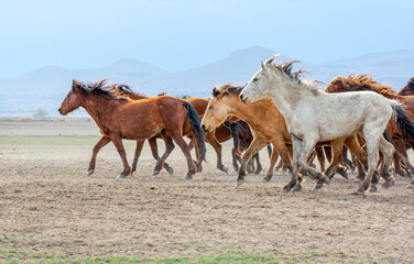 Wild horses (aka Yılkı Atları) are running to freedom. Taken near H&uuml;rmetci Village, between Cappadocia and Kayseri, Turkey.

