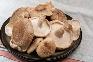 Fresh brown Lentinula edodes or shiitake edible mushrooms from Japan