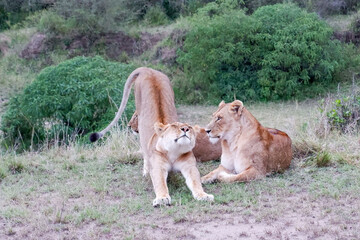 Lioness stretches after a nap in the Maasai Mara, Kenya