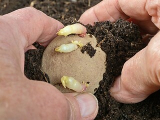 Hands planting a sprouted potato tuber in the soil, close up