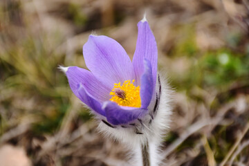 Fototapeta premium purple Pulsatilla Grandis in bloom. beauty in nature. European flower blossoming in early spring. common name pasque flower. soft hairy stem. fragile violet petals. blurred background. selective focus