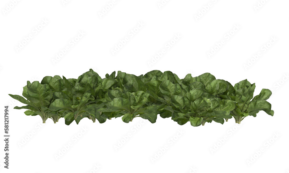 Wall mural varieties of vegetable plants isolated