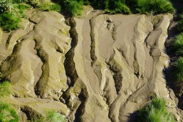 wet mud tracks at low tide in the bay in Brittany, France near green algae
