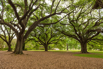 Fototapeta na wymiar Oak Alley Plantation Park in Louisiana. Famous Because of the Slaves. Sightseeing Place. Louisiana