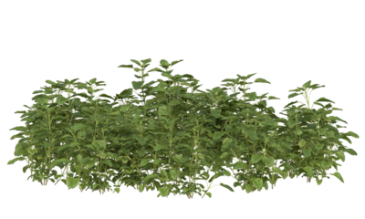 Bunch of lemon balm clusters
