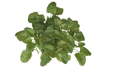 Bunch of lemon balm clusters