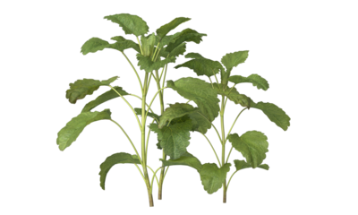 Bunch of lemon balm clusters