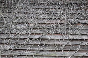 Wooden Texture and Bush Branch on the wall