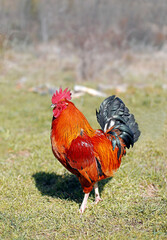 free range roosters on the farm