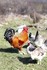 free range roosters on the farm