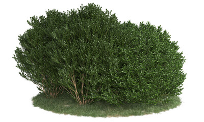  bushes and shrub on grass