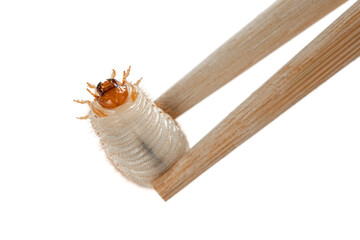 Image chopsticks with grub worm beetle isolated on white background. Larva close up. Source of...