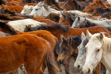 Fototapeta premium Wild horses (aka Yılkı Atları) are running to freedom. Taken near Hürmetci Village, between Cappadocia and Kayseri, Turkey.