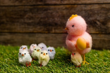 Chicken mother with small colorful chickens on the green grass.