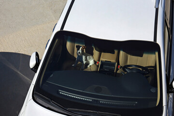 Wire haired Jack Russel terrier pup alone inside the car with beige leather seats, waiting for the...