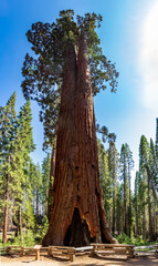Full View of The Faithful Couple Tree in Yosemite National Park
