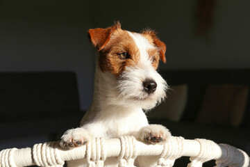 Curious wire haired jack russell terrier basking in the sunlight on a rope chair. Small rough coated doggy on a weaved armchair at home. Close up, copy space, background.