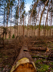 Abholzung nach Sturm im Mischwald