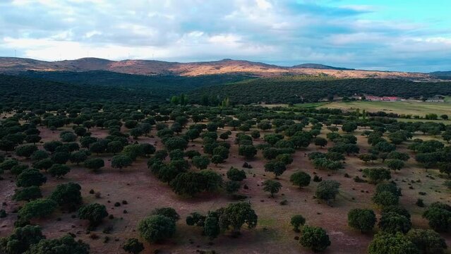 conjunto de arboles. nogales desde arriba. toma de dron sobre aroles en la mota&ntilde;a